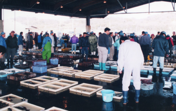 豊浜産の鮮魚のオンパレード